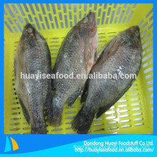 foreign inquiry of frozen whole round tilapia with high quality